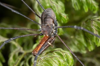Media type: image;   Invertebrate Zoology 133453